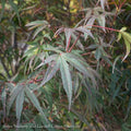  #6 Acer Pal Pung Kil/ Red Upright Threadleaf Japanese Maple
