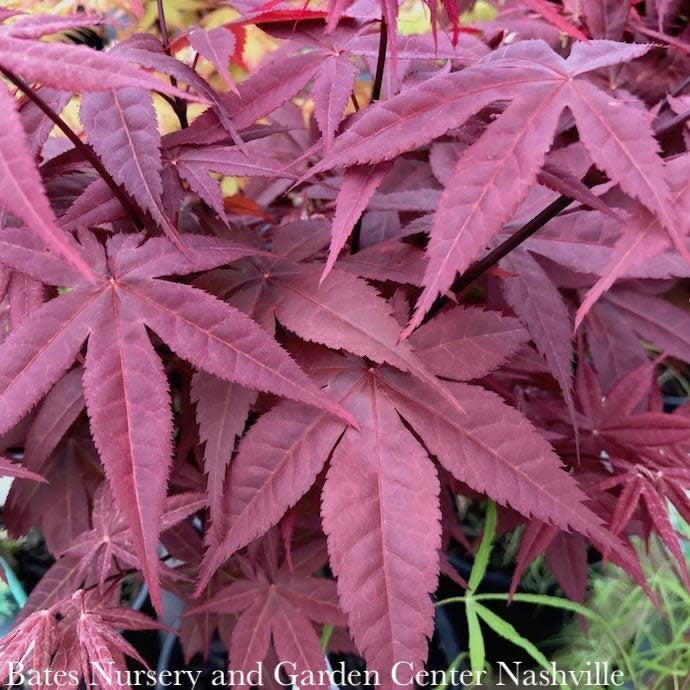  #6 Acer Pal Rhode Island Red/Japanese Maple Red Dwarf