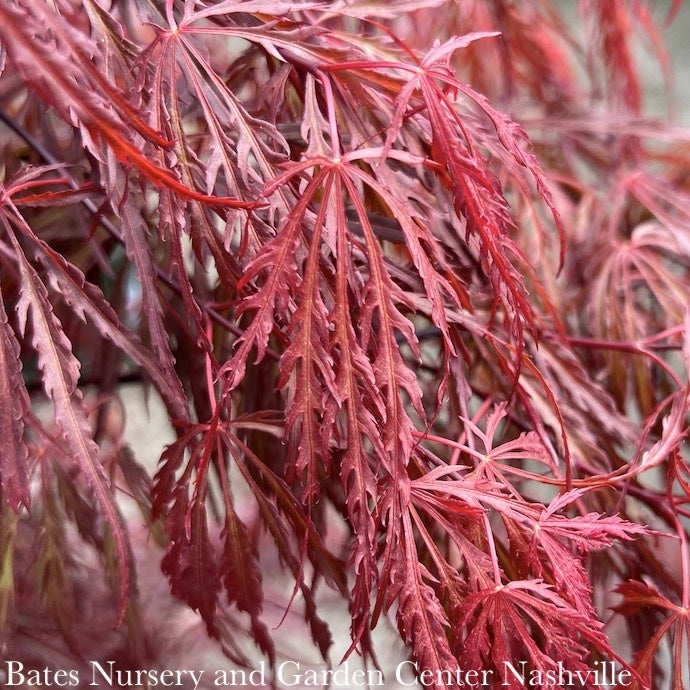  #6 Acer Pal Var Diss Crimson Queen/ Weeping Red Japanese Maple