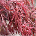  #6 Acer Pal Var Diss Crimson Queen/ Weeping Red Japanese Maple