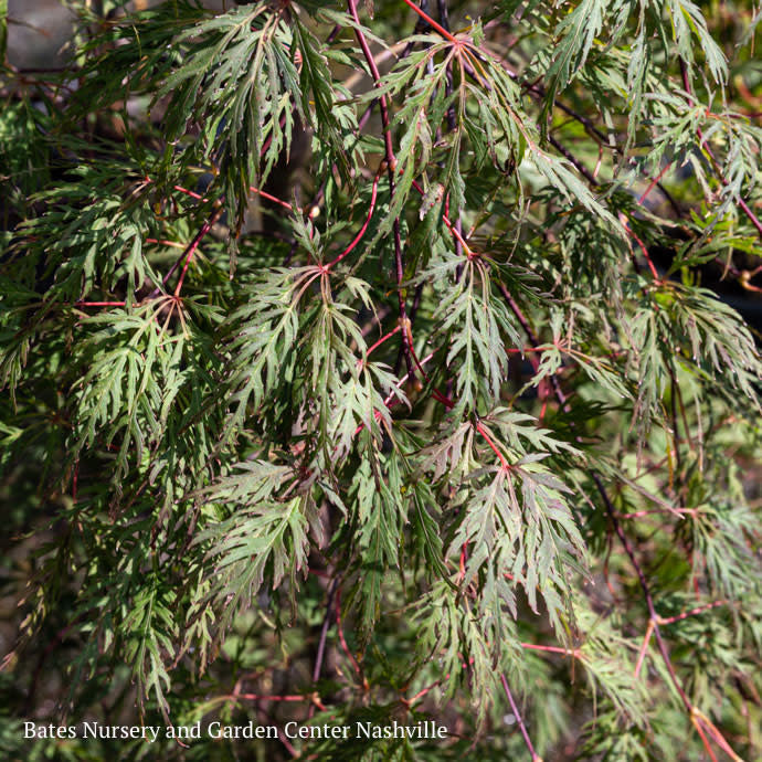  #6 Acer Pal Var Diss Orangeola/ Weeping Red Japanese Maple