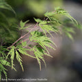  #6 Acer Pal Var Diss Seiryu/ Green Upright Laceleaf Japanese Maple