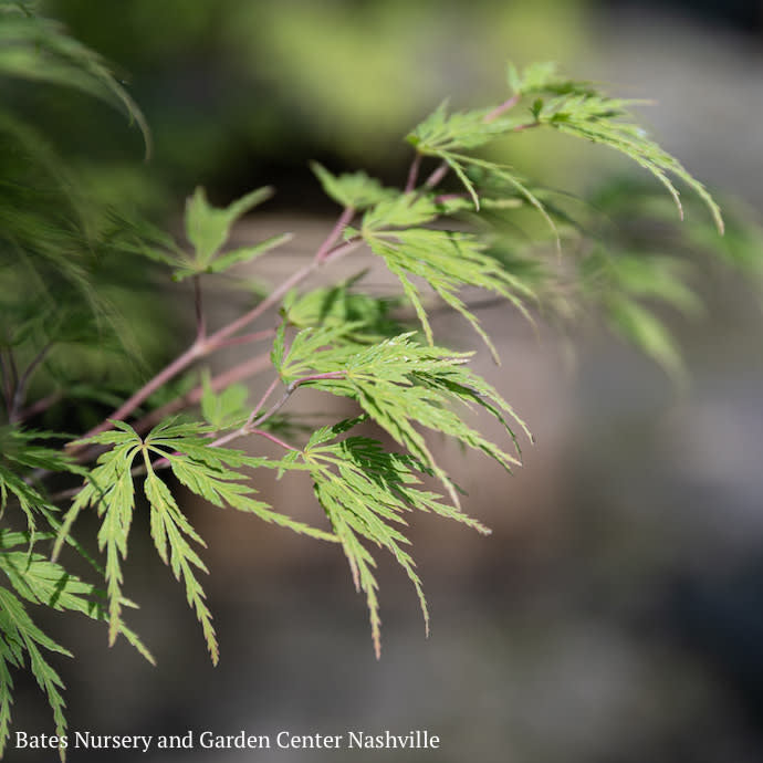  #6 Acer Pal Var Diss Seiryu/ Green Upright Laceleaf Japanese Maple