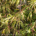  #6 Acer Pal Var Diss Spring Delight/Japanese Maple Threadleaf Green Weeping