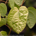  #6 Cercidiphyllum Japonica Claim Jumper/ Katsura