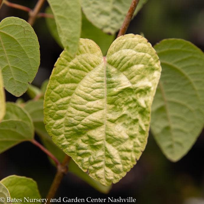  #6 Cercidiphyllum Japonica Claim Jumper/ Katsura
