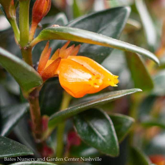  6hb! Columnea /Goldfish Plant /Tropical