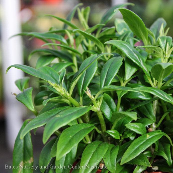  6hb! Columnea /Goldfish Plant /Tropical