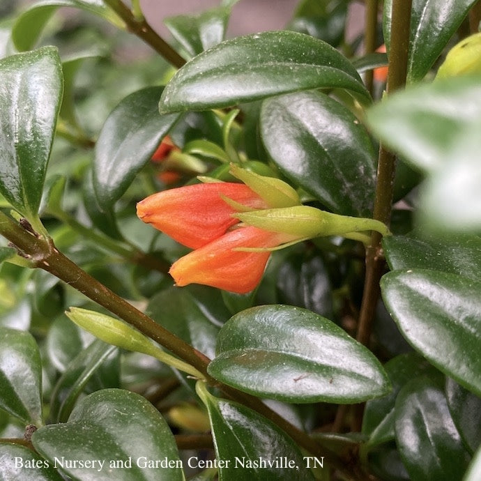  6hb! Columnea /Goldfish Plant /Tropical