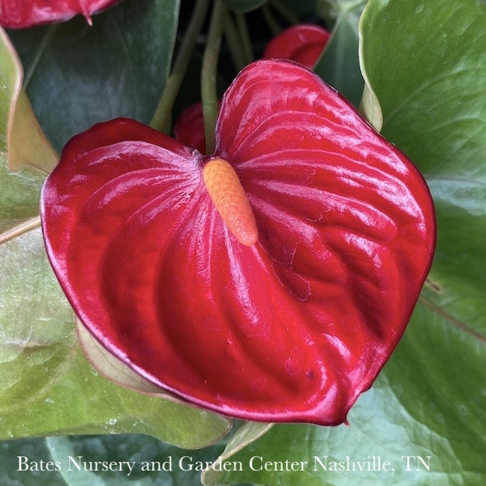  6p! Anthurium Assorted /Tropical