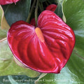  6p! Anthurium Assorted /Tropical