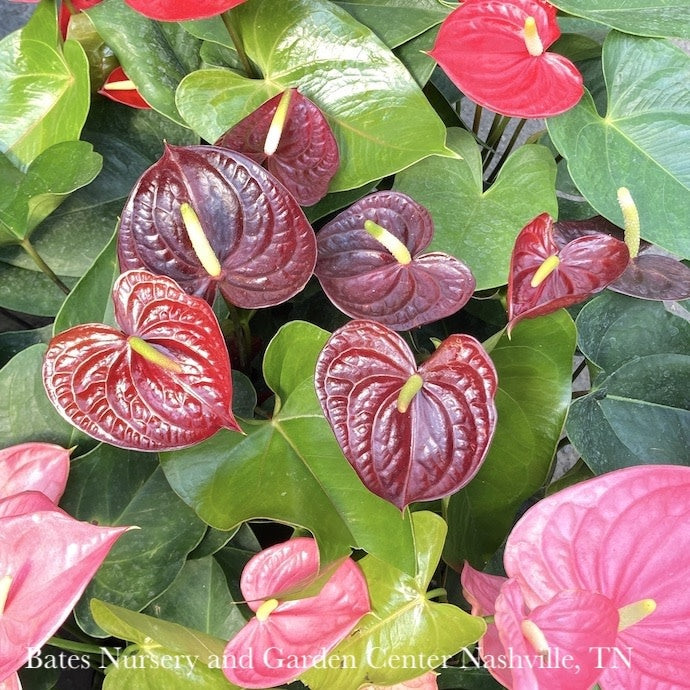  6p! Anthurium Assorted /Tropical