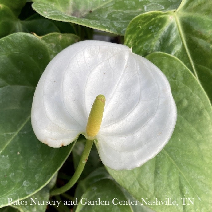  6p! Anthurium Assorted /Tropical