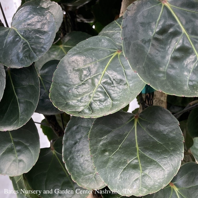  6p! Aralia Fabian Cane Or Stump / Polyscias Scu /Tropical