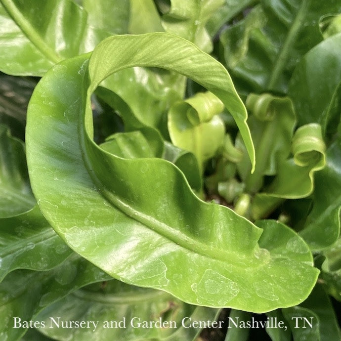  6p! Asplenium Hurricane Fern (aka Twisted Bird's Nest)/Tropical