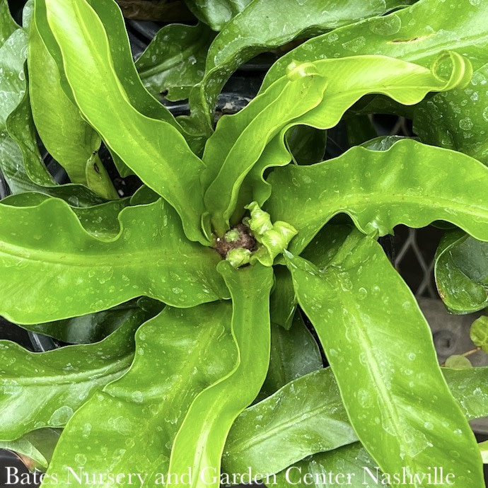  6p! Asplenium Hurricane Fern (aka Twisted Bird's Nest)/Tropical