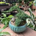  6p! Bonsai Plant Exotic Garden Cassidy /Tropical
