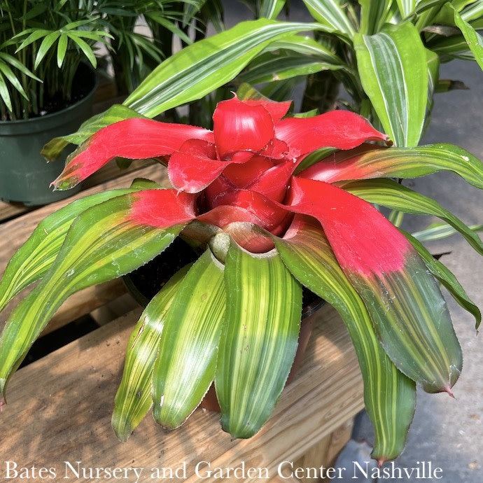  6p! Bromeliad Neo Premium Asst /Tropical