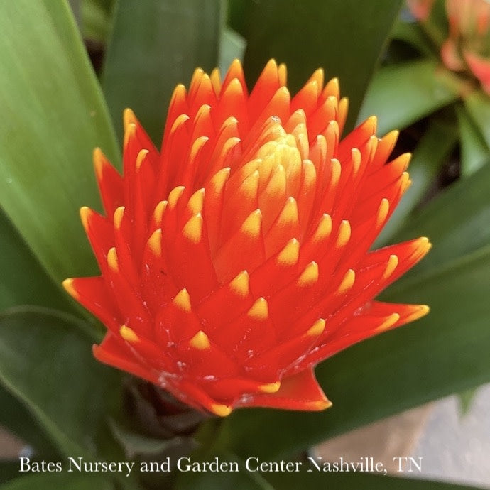  6p! Bromeliad Neo Premium Asst /Tropical