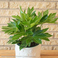  6p! Fatsia Japonica Spider's Web / Variegated Japanese Aralia /Tropical