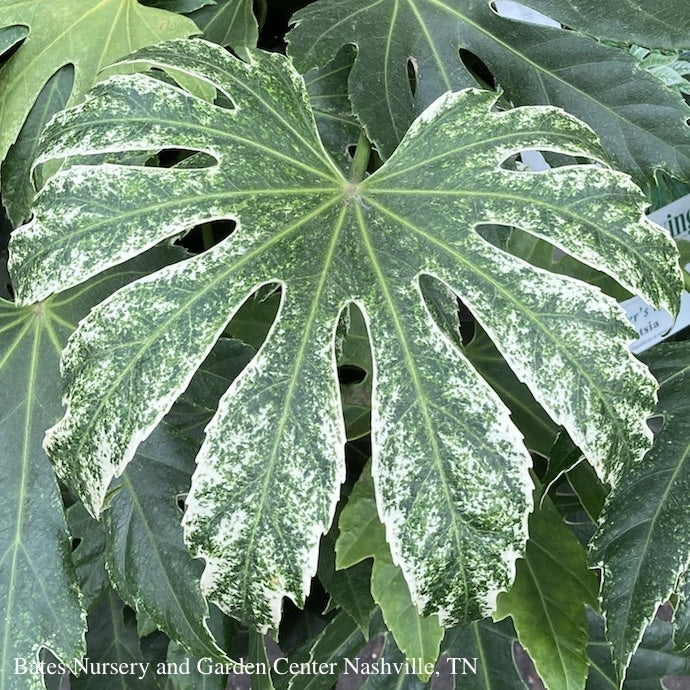  6p! Fatsia Japonica Spider's Web / Variegated Japanese Aralia /Tropical