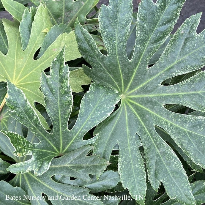  6p! Fatsia Japonica Spider's Web / Variegated Japanese Aralia /Tropical