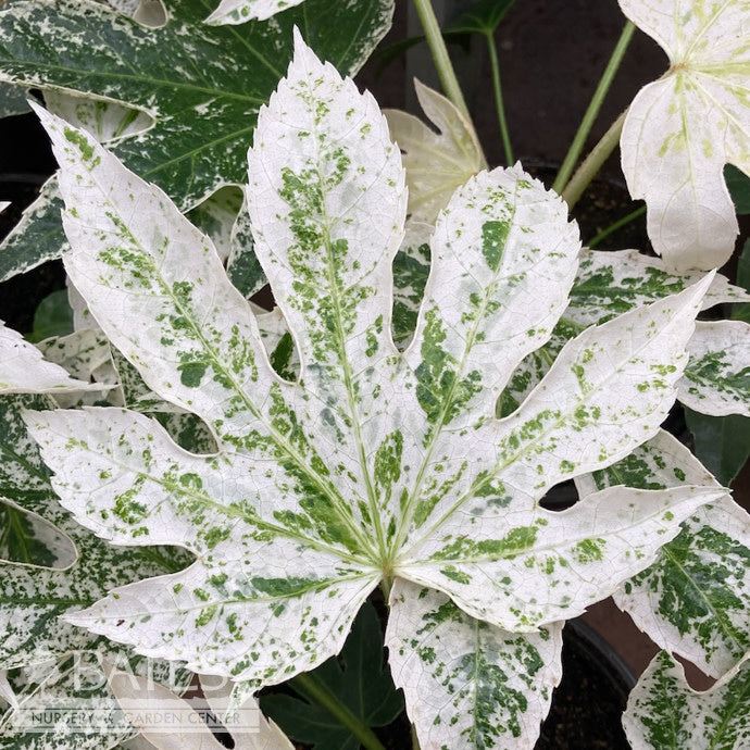  6p! Fatsia Japonica Spider's Web / Variegated Japanese Aralia /Tropical