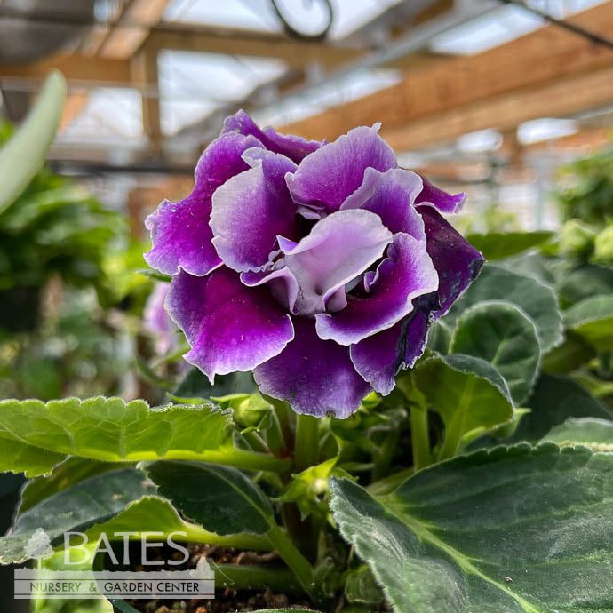  6p! Gloxinia /Tropical