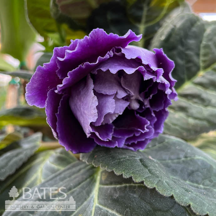  6p! Gloxinia /Tropical