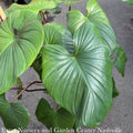  6p! Homalomena Red Stem/ Tropical