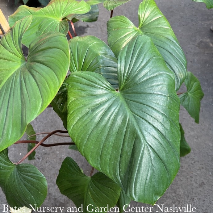  6p! Homalomena Red Stem/ Tropical