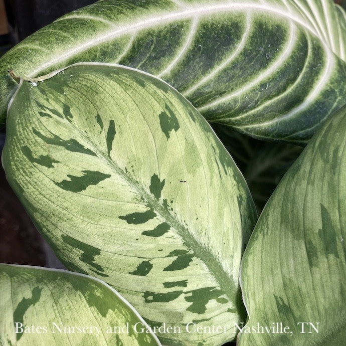  6p! Homalomena Selby/ Tropical