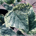  6p! Ivy Algerian Ivy - Variegated /Tropical
