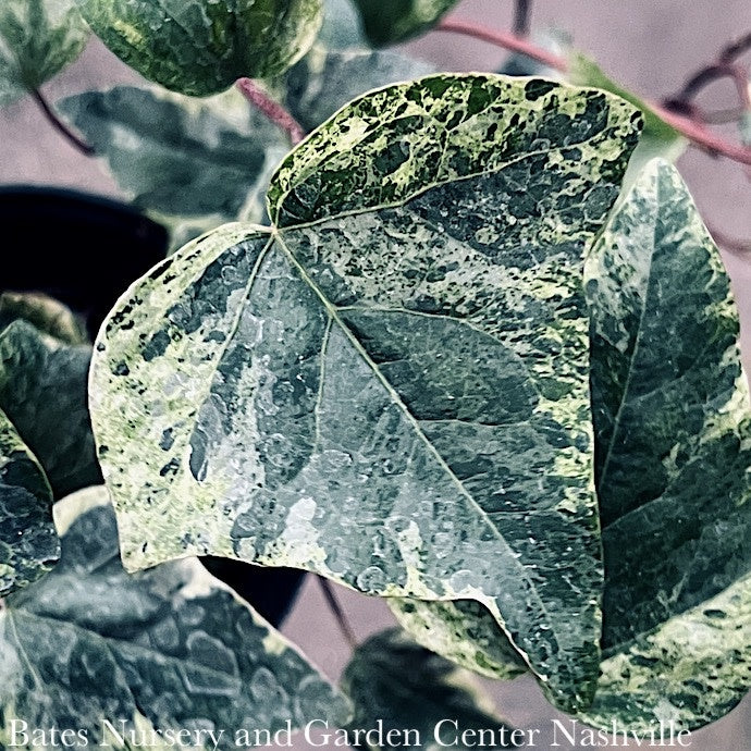  6p! Ivy Algerian Ivy - Variegated /Tropical