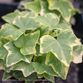  6p! Ivy Variegated Ivy - White /Tropical