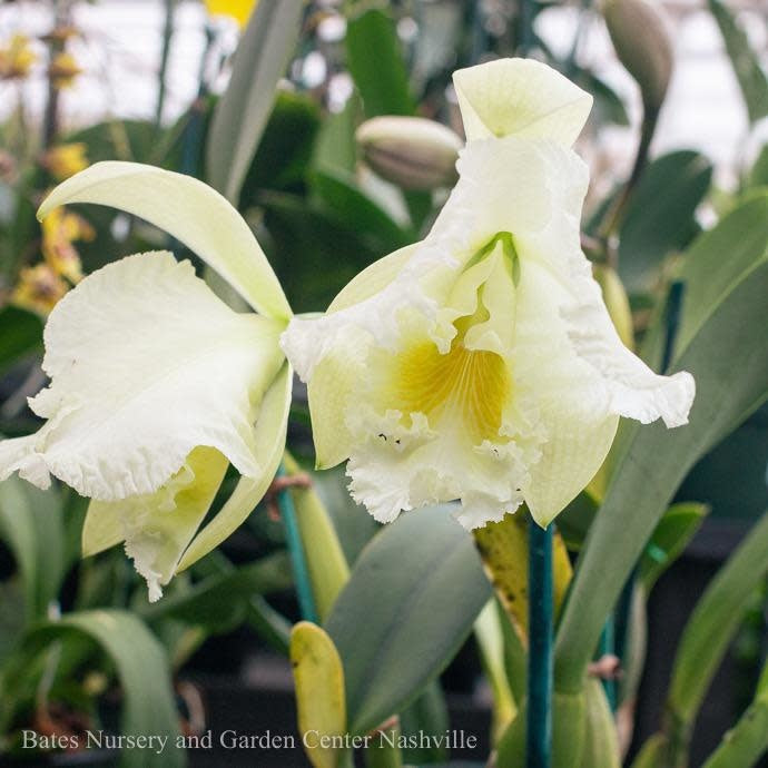  6p! Orchid Cattleya Asst /Tropical