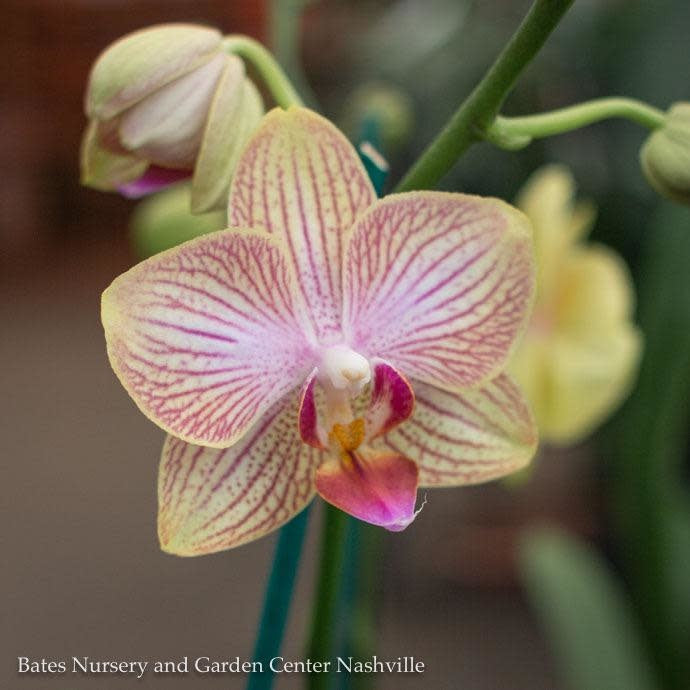  6p! Orchid Phalaenopsis Single Spike Asst /Tropical Assorted Colors