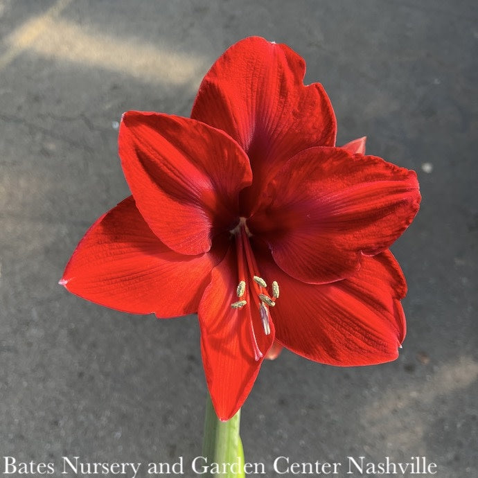  6p! Potted Amaryllis Asst Blooms /Tropical
