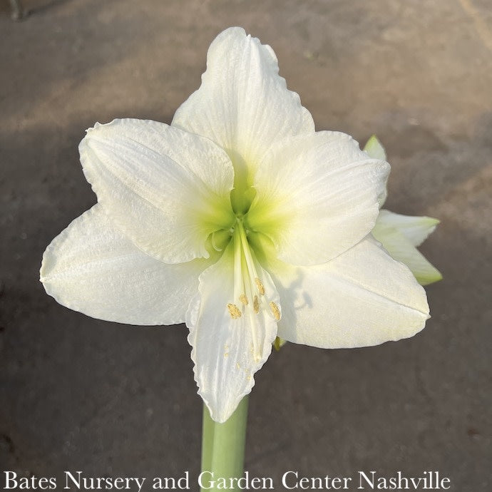  6p! Potted Amaryllis Asst Blooms /Tropical