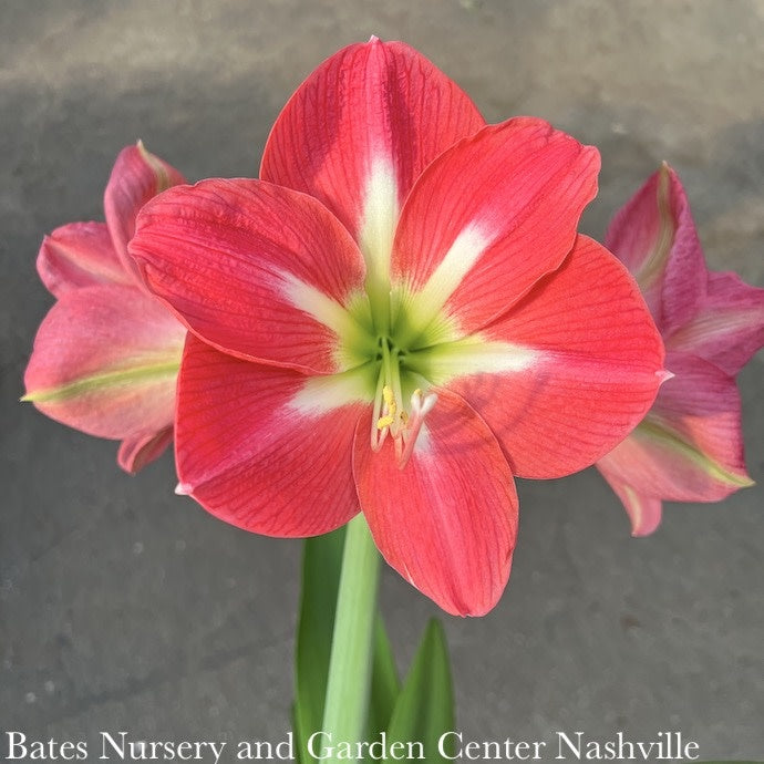  6p! Potted Amaryllis Asst Blooms /Tropical