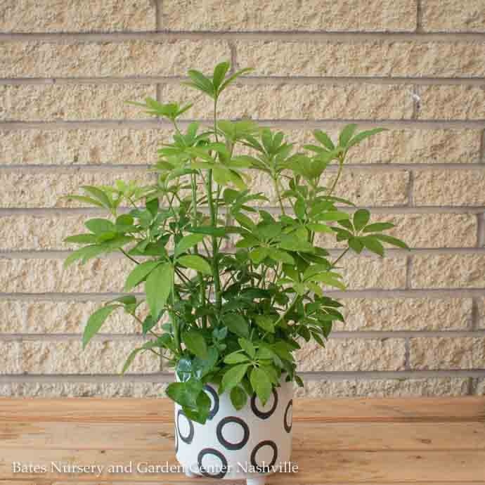  6p! Schefflera Arboricola Bush /Tropical