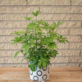  6p! Schefflera Arboricola Bush /Tropical