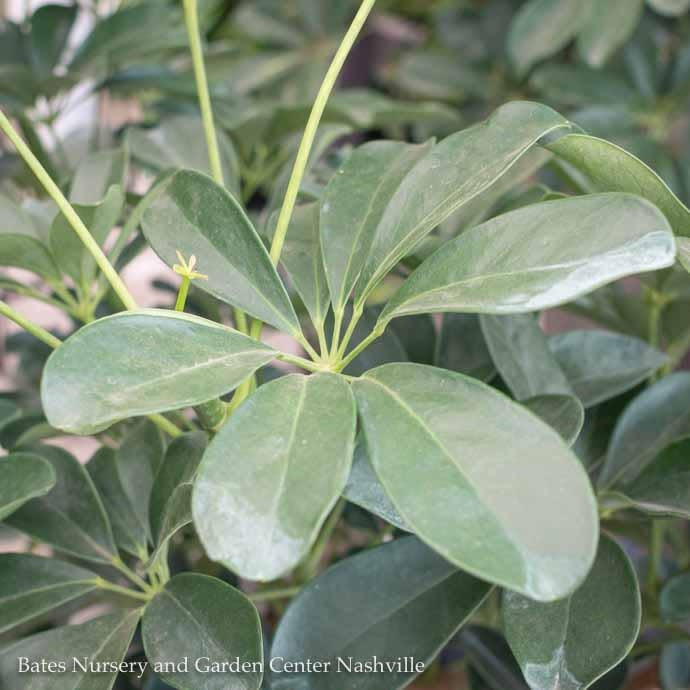  6p! Schefflera Arboricola Bush /Tropical