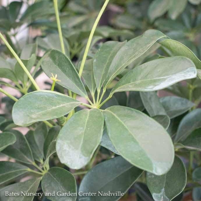 6p! Schefflera Arboricola Mini Braid /Tropical