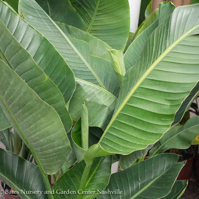  6p! Strelitzia /White Bird Of Paradise /Tropical