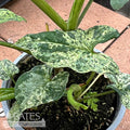  6p! Syngonium Mojito / Arrowhead Plant /Nephthytis /Tropical