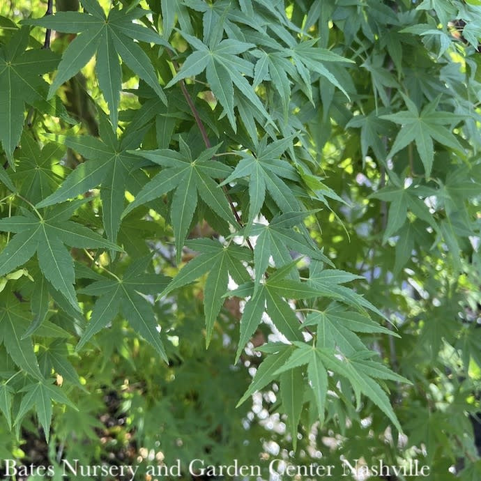  #7 Acer Pal Ryusen/ Weeping Green Japanese Maple
