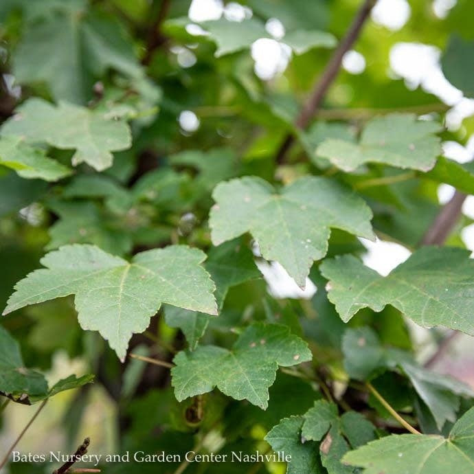  #7 Acer Rub Brandywine/ Red Maple Native (TN)