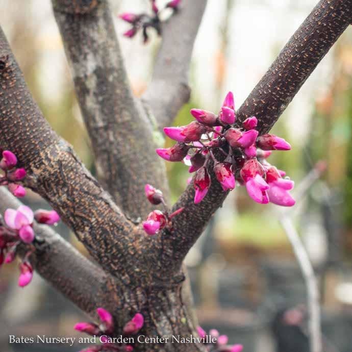  #7 Cercis X Merlot/ Purple Foliage Redbud