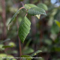  #7 CLUMP Betula Nigra/ River Birch Native (TN)